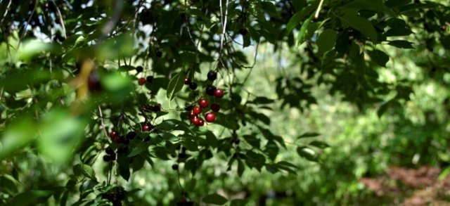 (c) Natur im Garten / Alexander Haiden