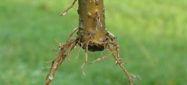 (c) Natur im Garten B. Haidler