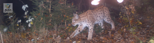 Luchs Ludek ist ein junges Männchen. Sein Weg wird dank Fotofallen nachgezeichnet.