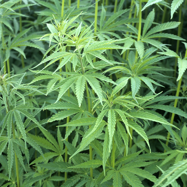 Der Wiener soll auch einen jungen Mann aus dem Bezirk Neusiedl mit Cannabis versorgt haben. | Foto: Emer/Fotolia