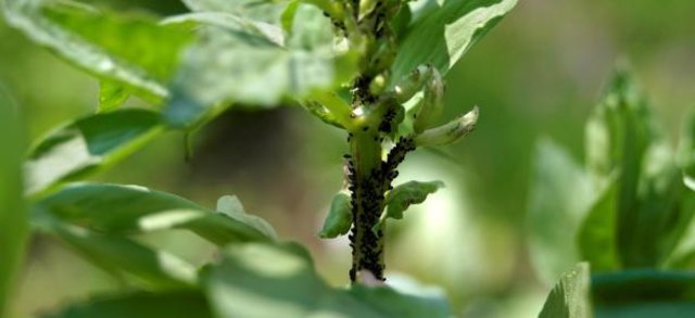 (c) Natur im Garten / Alexander Haiden