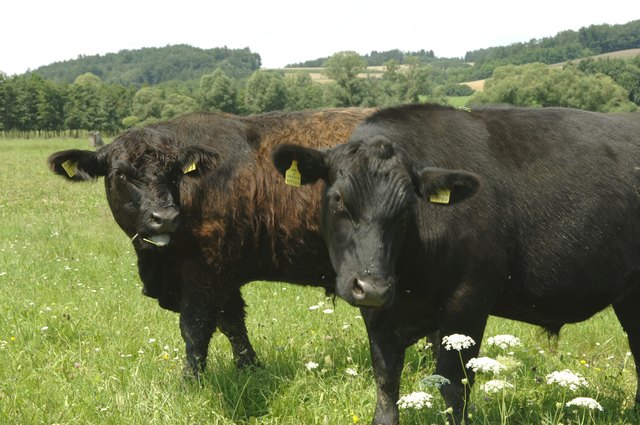 Die Zahl der Zickentaler Moorochsen ist auf 150 begrenzt. Sie können sich frei bewegen und feinstes Gras fressen.