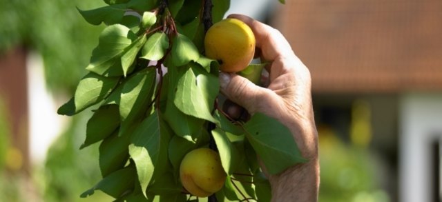 (c) Natur im Garten / Alexander Haiden