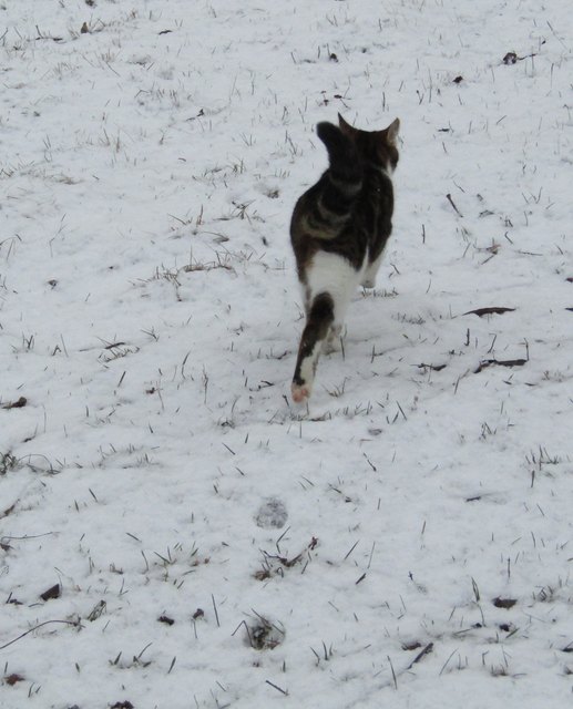 Und als sie dann nach Hause kam,
Da hatt' sie weiße Stiefel an...