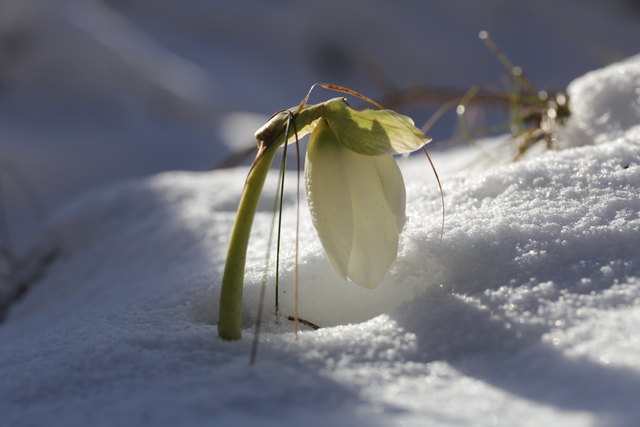 wünschen euch ALLEN, die eingeschneite Schneerose und ICH.
