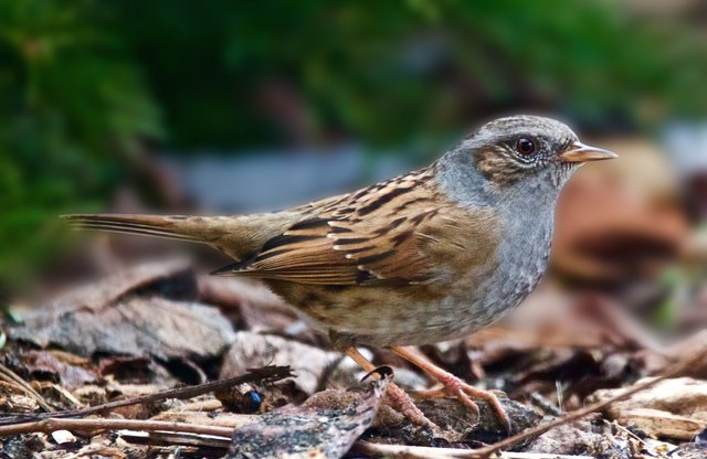 Die Heckenbraunelle und das Rotkehlchen kommen immer gemeinsam aus ihrem Versteck