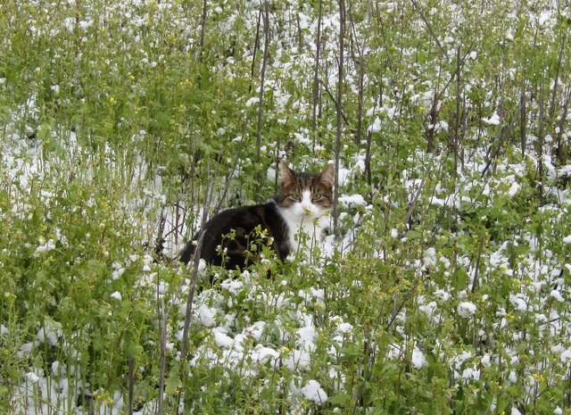 Im angezuckerten Senffeld sitzt Kater Liu und schnuppert an einer Blüte.