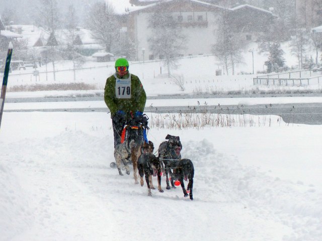 Hundeschlittentraining im Neuschnee