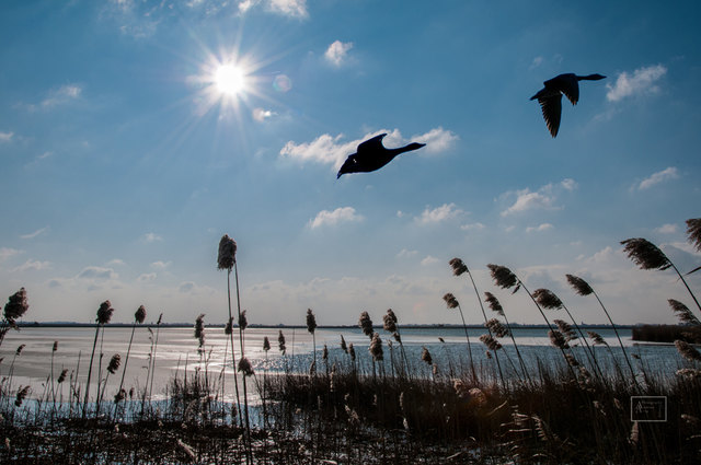 Aufsteigende Wildgänse im eisigen Seewinkel zur Mittagszeit fotografiert.