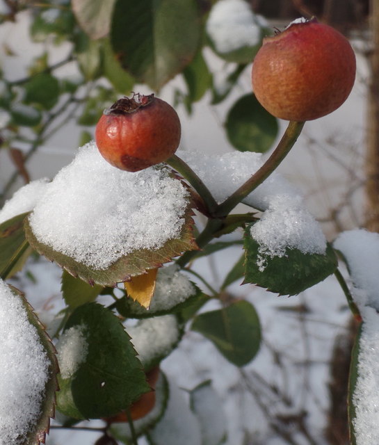 Aus Hagebutten lassen sich köstliche Marmeladen kochen; getrocknet ergeben die Vitamin-C-reichen Früchte einen gesunden Tee. Ich pflücke nicht alle roten Perlen ab- auch die Vögel lieben sie als Winterfutter!