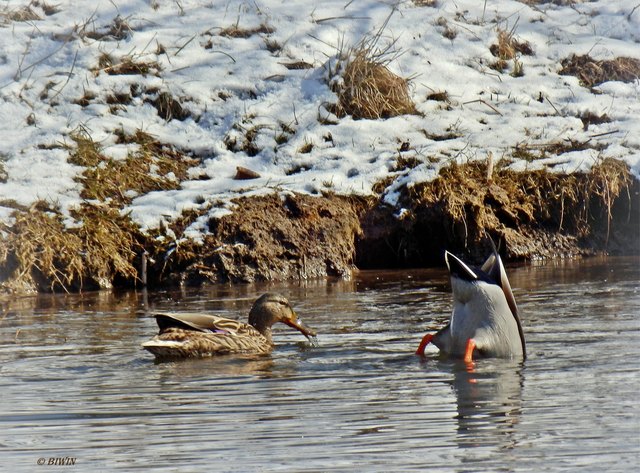 ..... Köpfchen in das Wasser, Schwänzchen in die Höh :-)