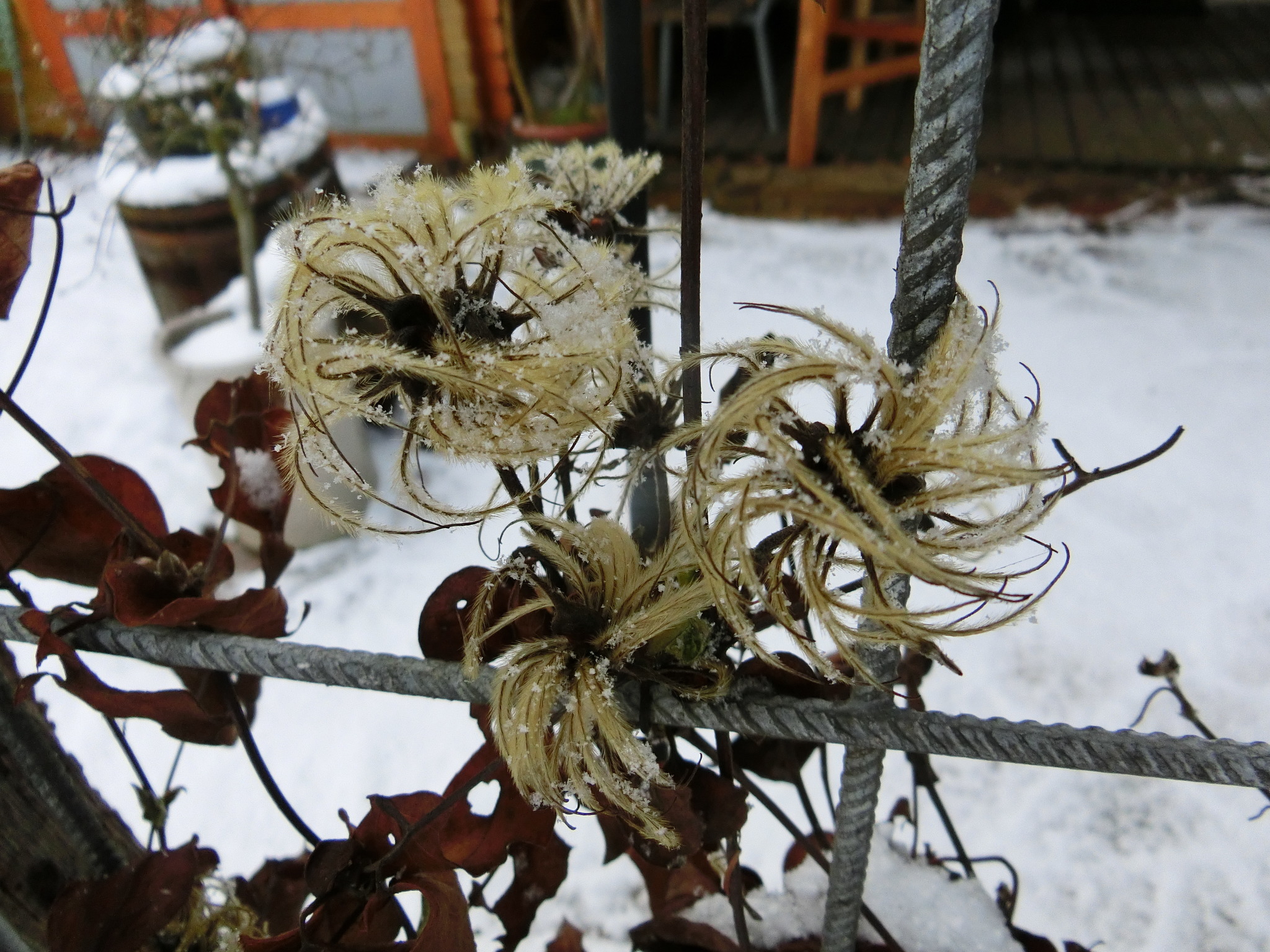 verblühte Clematis Reutte
