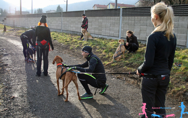 mit viel Gefühl werden die Hunde an ihre neue Aufgabe heran geführt © SpeedRunners.at