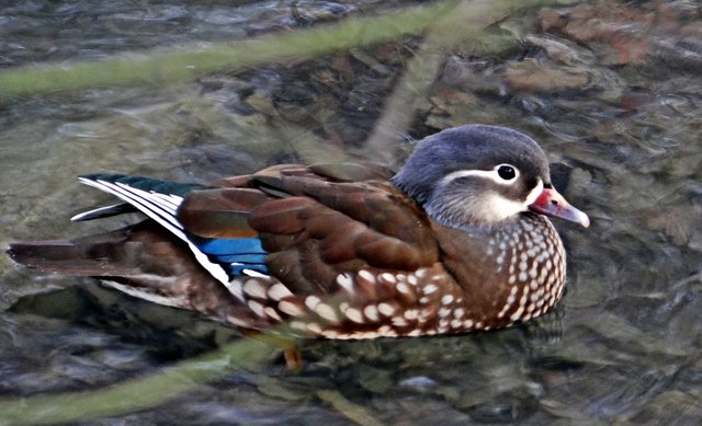 Weibchen