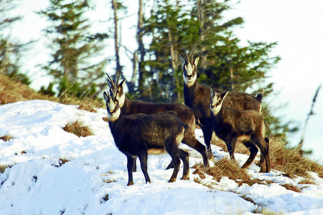 Viele Wildtiere haben vom milden Winterbeginn profitiert. Jetzt kommt es auf die zweite Hälfte an.