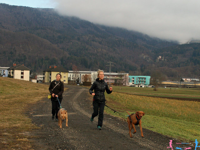 Alle Hunderassen können diesen Sport betreiben © SpeedRunners.at
