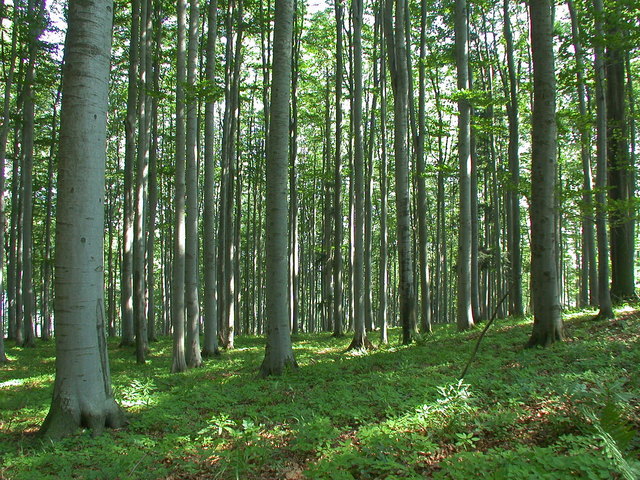 Foto: BOKU