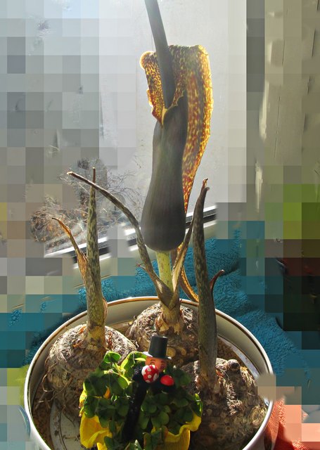 Der Aronstab, der auch Eidechsenwurz heißt, blüht ohne Wasser und braucht auch keine Erde. In ca. 4-8 Wochen entwickelt sich eine kelchförmige Blüte mit einem einzigartigen Duft. Der Duft ist nicht angenehm. Dieses ist giftig und bei Berühren der Pflanze 