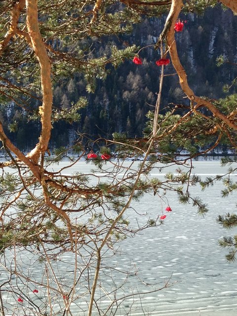 Sonne, Eis und Früchte am Erlaufsee