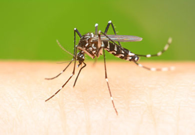 Mücken können gefährliche Erkrankungen übertragen wie z.B. das Zika-Virus | Foto: bankerfotos - Fotolia.com