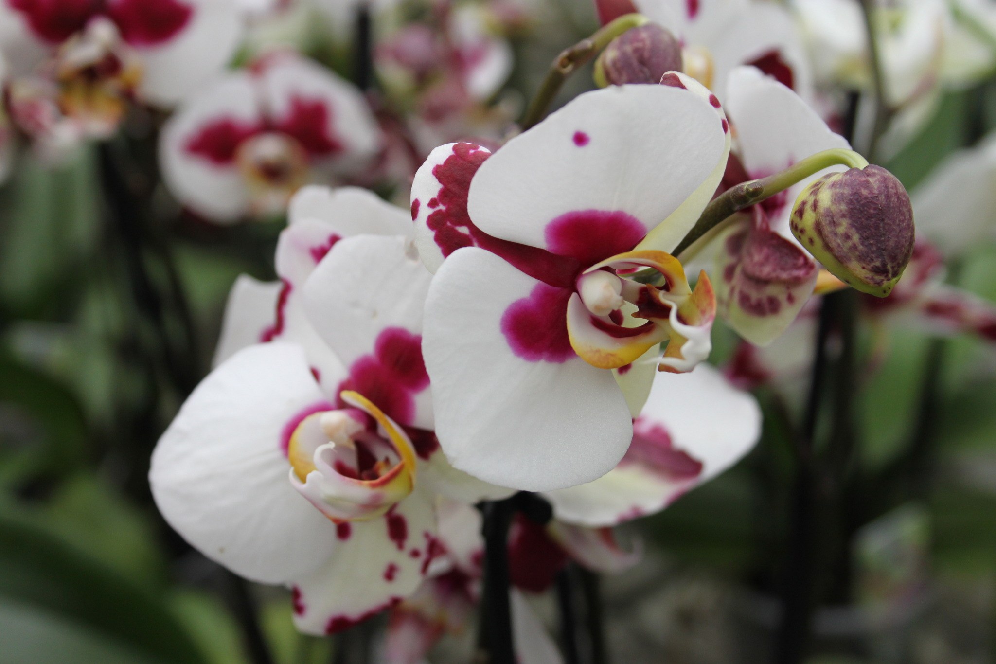 Bunte Orchideenschau in der Gärtnerei Dopetsberger Wels & Wels Land