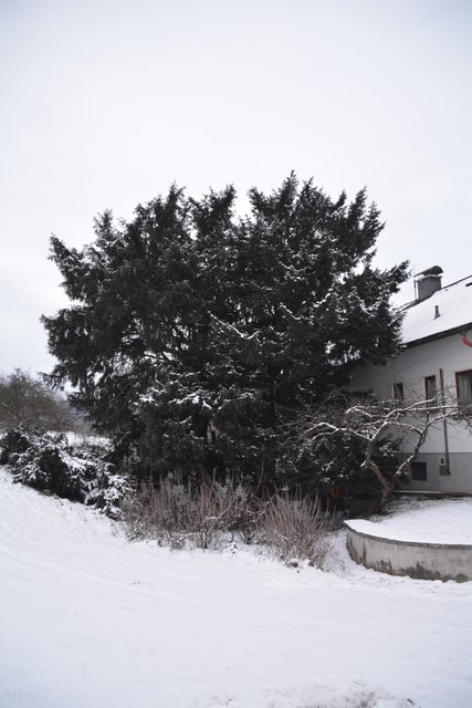 Die Eibe in Außerochsenbach bei Steinakirchen ist seit dem Jahr 1926 ein Naturdenkmal.