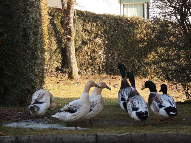 Enten der Nachbarin haben einen Sinn für Ordnung.....