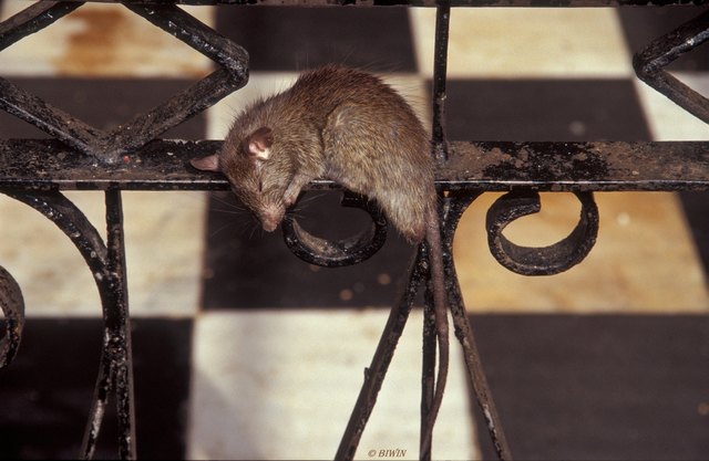 Eine der heiligen Ratten genießt ein Verdauungsschläfchen :-)