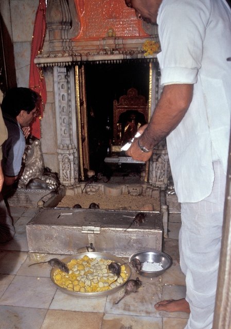 Das Allerheiligste des Tempels - unter dem roten Baldachin befindet sich die Statue von Karni Mata. Der Zugang ist nur Hindus erlaubt.