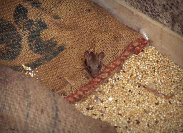 Zum Glück sahen die Ratten eher wie putzige Mäuse aus ;-) War schon im Zweifel, ob ich diesen Tempel mit nackten Füßen betreten sollte .....