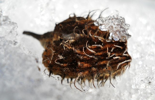 Eine Buchecker-Fruchthülse mit Eishäubchen im Schnee.