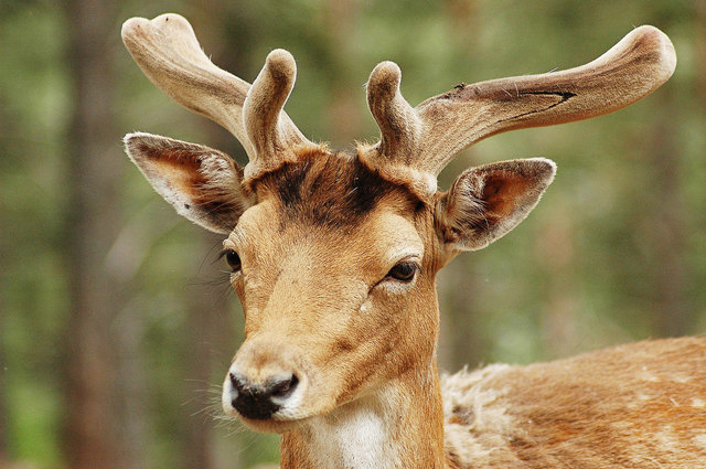 Der "Wilderer-Ball" steht vor der Tür. Es wird auch eine Maskenprämierung geben (Foto: KK)