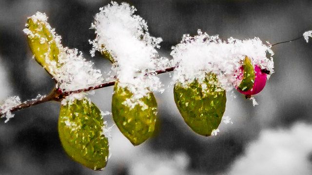 Farbe im trüben Grau