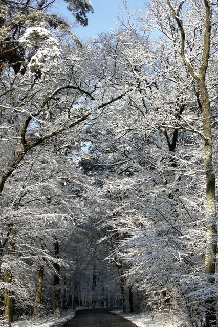 Waldweg Kleinpetersdorf