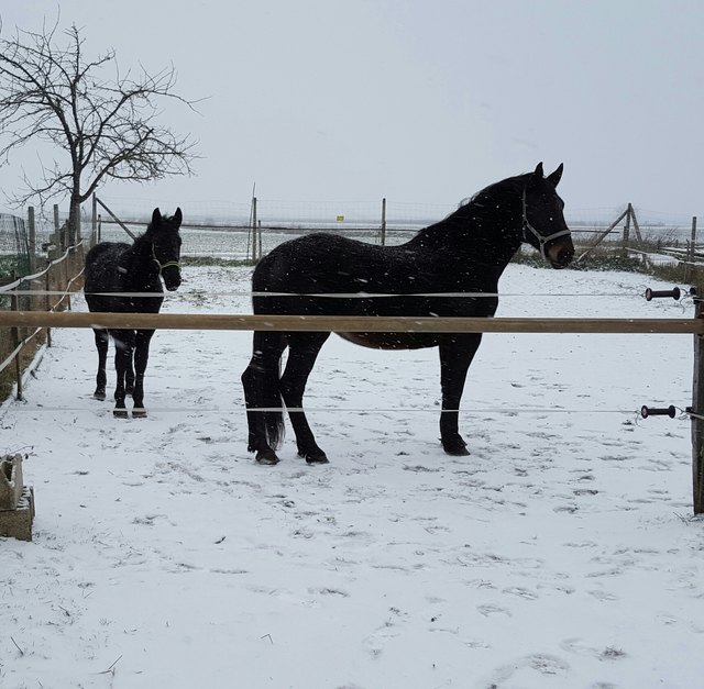 Saphira's erster Schnee