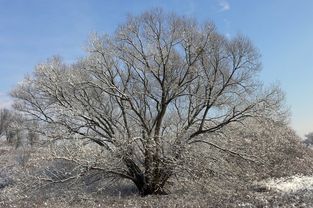 Baum im Schnee