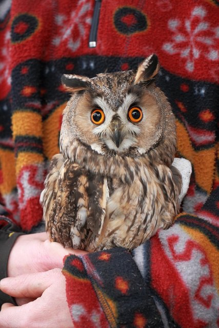 Aurelia die Eule laboriert an einem gebrochenen Flügel. | Foto: EGS/Knöpfer