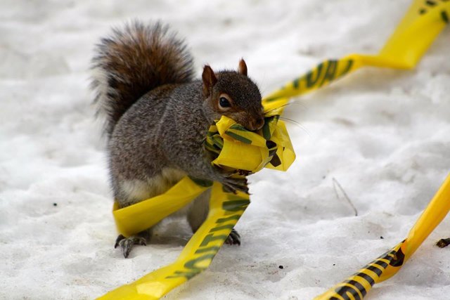 New Yorker Eichhörnchen im Winter
