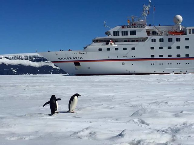 PINGUINE aus Madagaskar