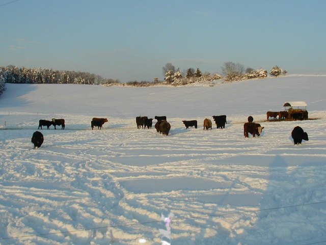 Moorochsen im Schnee
