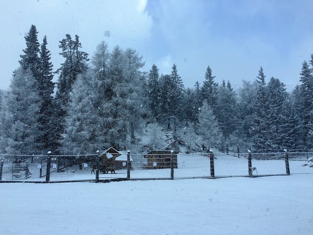 Diese Tiere lieben den Winter