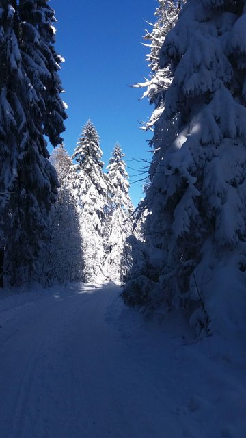Spaziergang im Wintermärchenwald