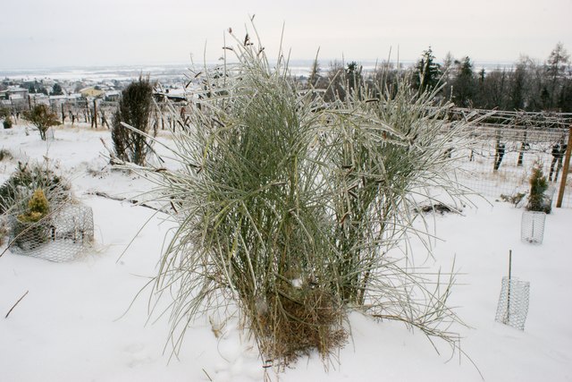 Frost und Schnee am Weinberg in Hornstein 2010