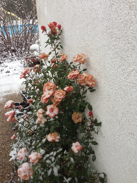 Blühende Rosen im Winter