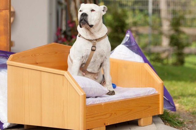 Dogo Argentinomischling "Kimmy": Geboren 2004, weiß, die liebenswerte ältere Hündin ist mit Kindern aufgewachsen, ist gutmütig und eine beliebte Gassigeher-Hündin. Der neue Besitzer braucht viel Zeit, da sie nicht alleine bleibt.