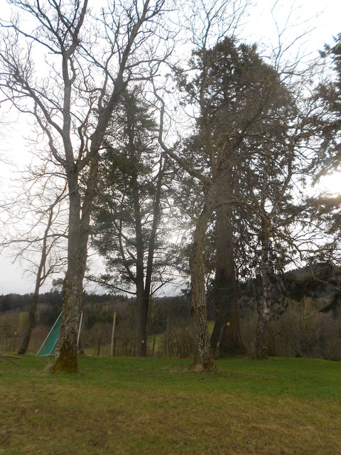 Die Baumgruppe in Schaitten bei Reinsberg wurde im Jahr 1975 zum Naturdenkmal erklärt.