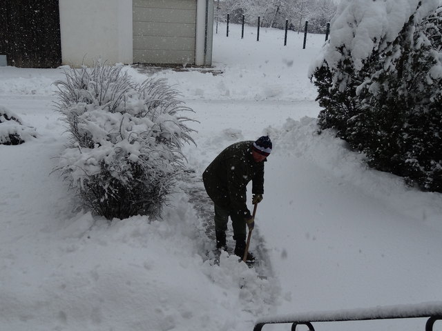 Besuch der Nachbarhenne in unserem Garten