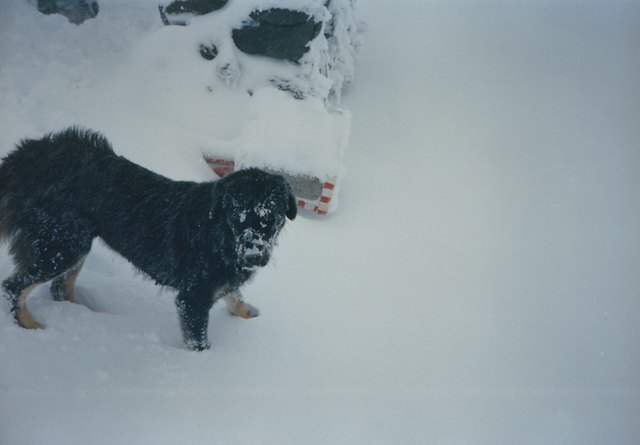 Purran auf Patrouille