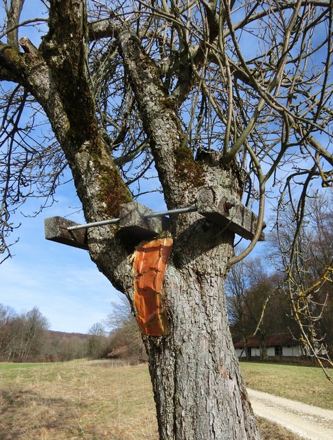 . . . wurde dieser Baum. Hoffentlich wächst er wieder zusammen.