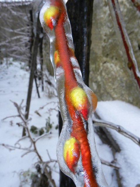 Palmkätzchen im Eis